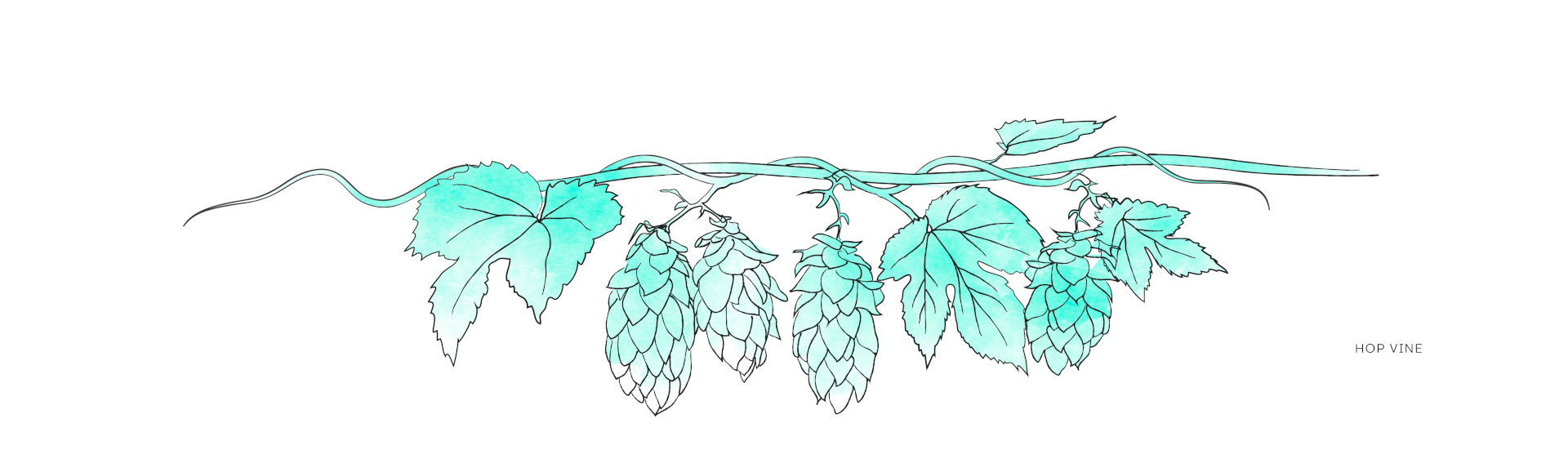 West Kent Mind Locations – Hops Green RGB 1920 Illustration a hop vine