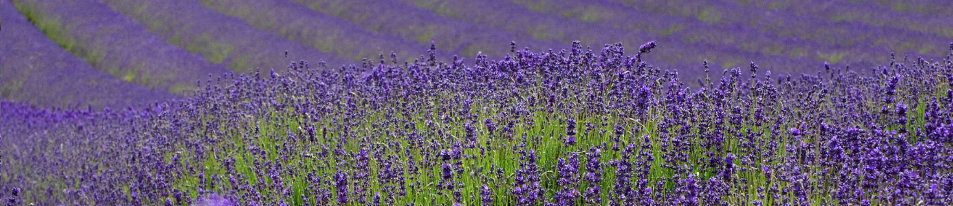 Field of lavender
